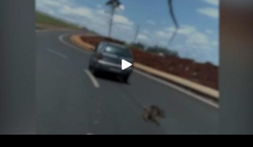Vídeo mostra cachorro arrastado por veículo em Arapongas