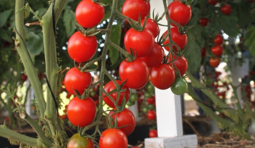 Começa a colheita de tomate orgânico em propriedades de Capitão