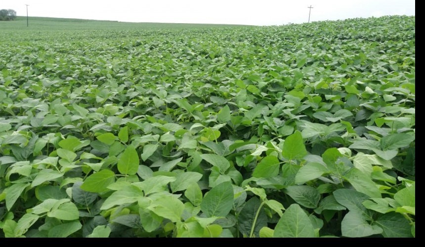 Chuva traz alívio para agricultores de Capitão