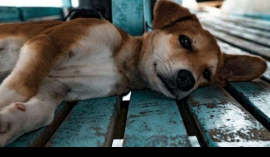 Homem é preso após dar golpe de facão em cachorro, em Ivaiporã