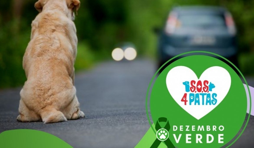 Dezembro Verde: ONG de Capitão alerta sobre maus-tratos e abandono de animais