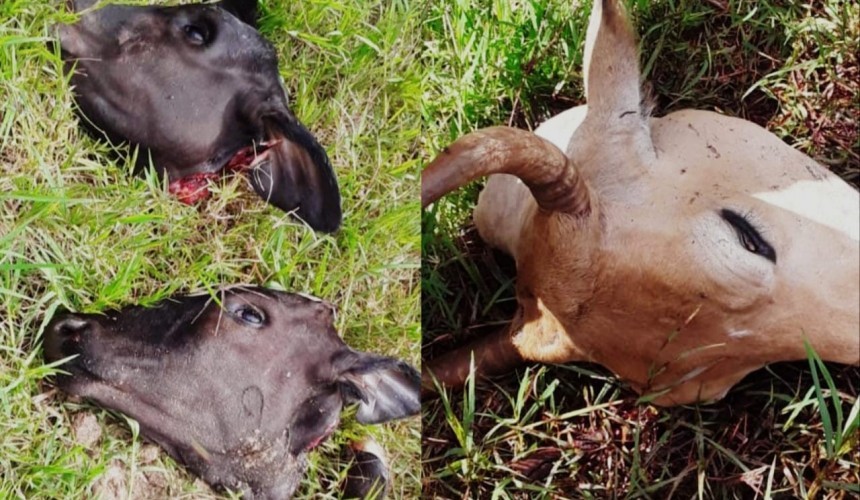 Segundo furto de gado é registrado em menos de 24 horas em Boa Vista da Aparecida