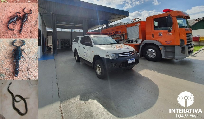 Aumento no surgimento de animais peçonhentos preocupa moradores de Capitão; Defesa Civil orienta sobre procedimentos