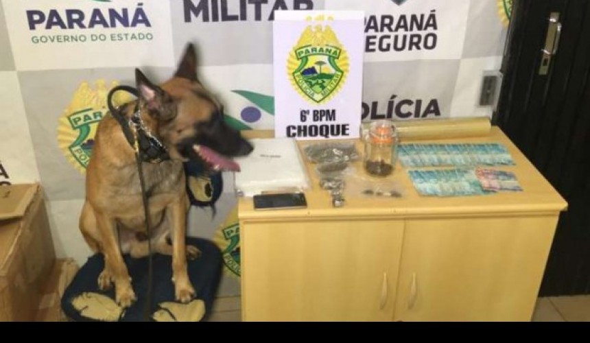 Com auxílio de cão farejador, Choque detém casal por tráfico de drogas, em Cascavel