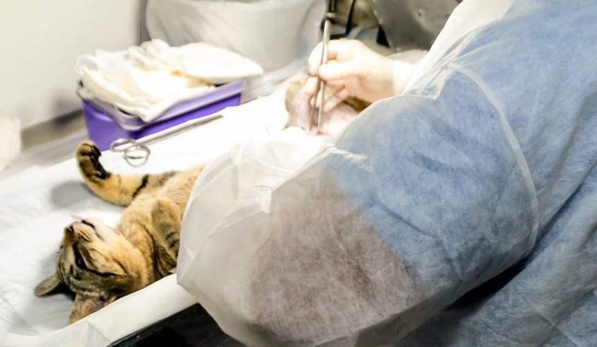 Programa estadual esteriliza 166 animais domésticos de Capanema