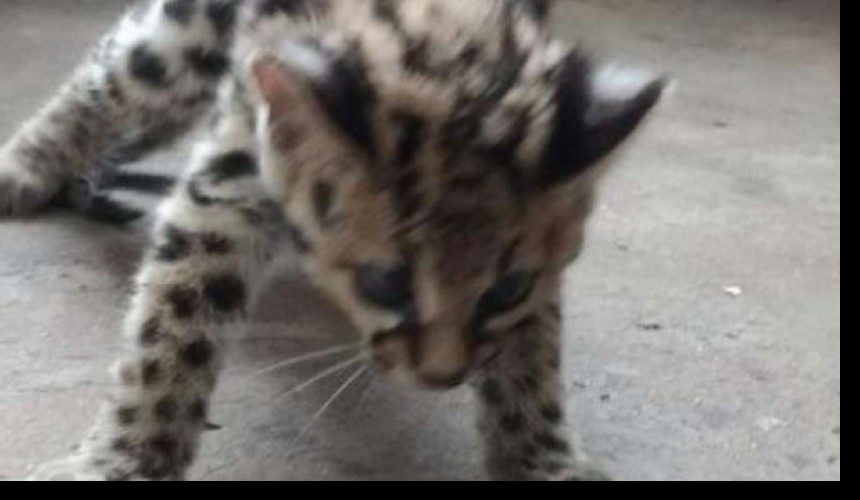 Polícia Militar de Santa Isabel do Oeste resgata animal silvestre ferido em BR