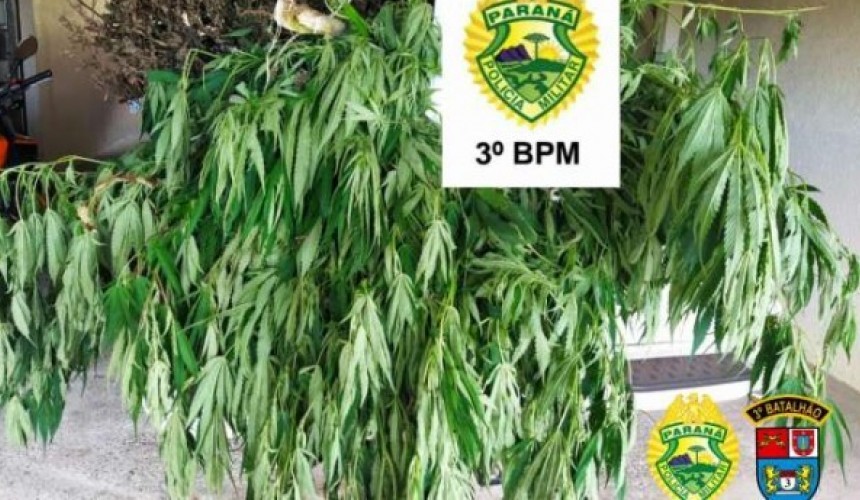 Mais de 30 pés de maconha são apreendidos em Itapejara do Oeste