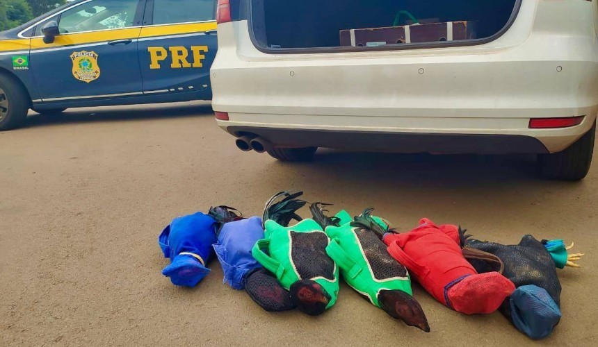 Prefeito de Boa Vista da Aparecida é preso transportando galos de rinha em veículo da prefeitura