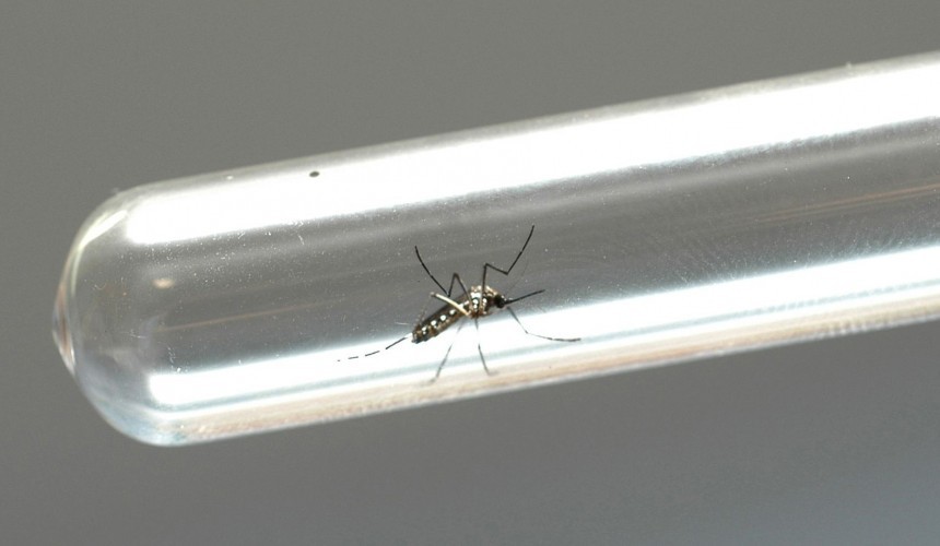 Paraná registra 132 novos casos de dengue