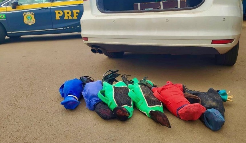 Promotoria de Justiça investigará prefeito de Boa Vista da Aparecida preso com galos de rinha em carro oficial