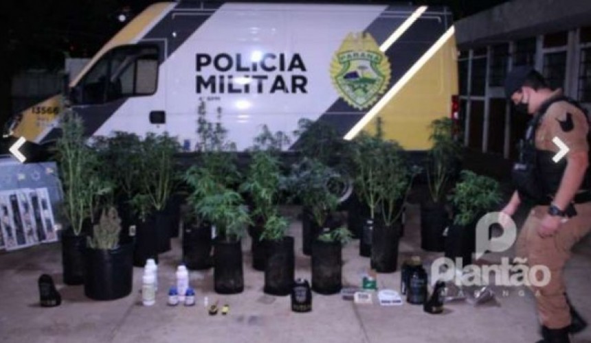 Polícia Militar encontra estufa de maconha em Maringá