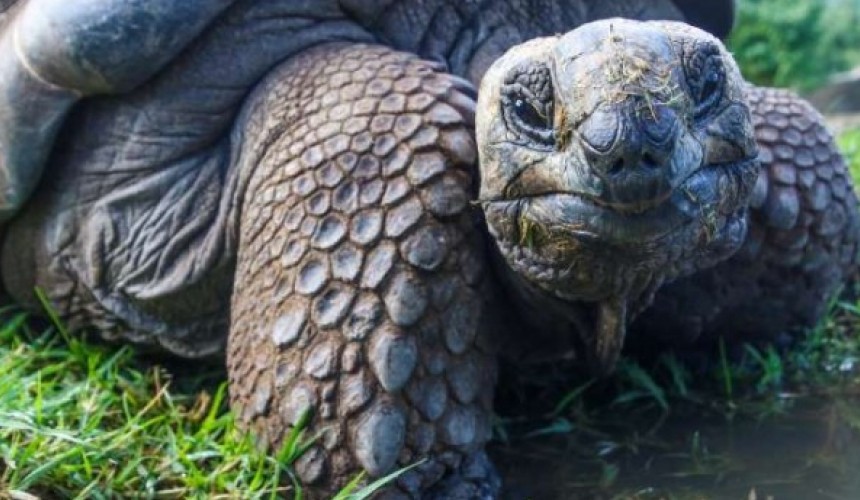 Polícia Ambiental resgata tartarugas raras na Usina de Saltos Caxias, em Capitão