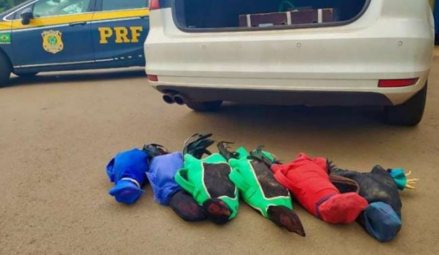 Galos de rinha: Câmara votará hoje a abertura de processo contra prefeito de Boa Vista da Aparecida