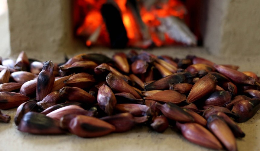 Venda do pinhão será liberada nesta quinta-feira (01)
