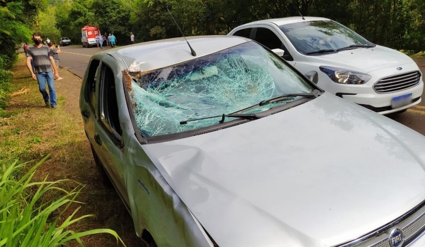 Veículo colide com boi que estava as margens da rodovia PR-281 em Planalto, próximo a ponte do Rio Capanema