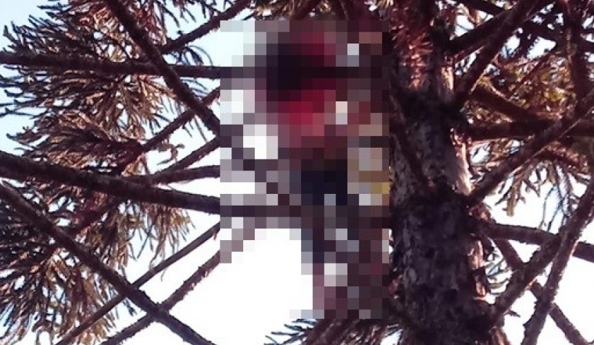 Homem morre eletrocutado ao subir em árvore para retirar pinhão, em Goioxim