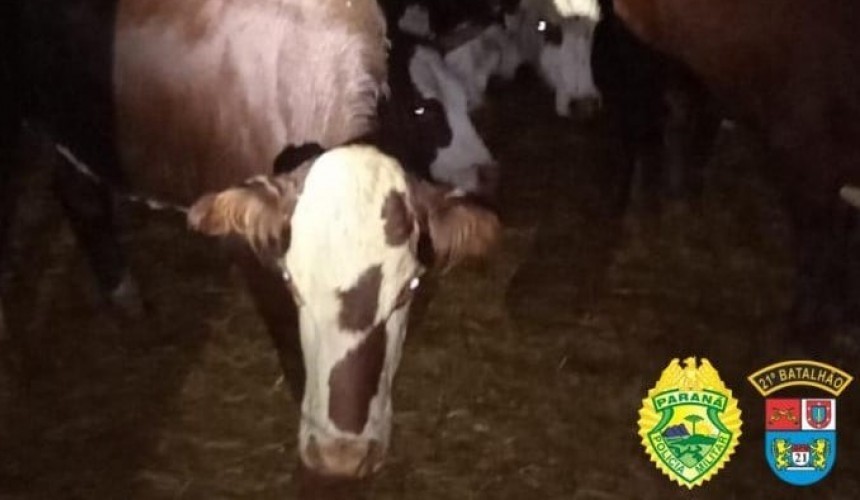 Polícia Militar e ADAPAR apreendem 144 cabeças de gado em Ampére