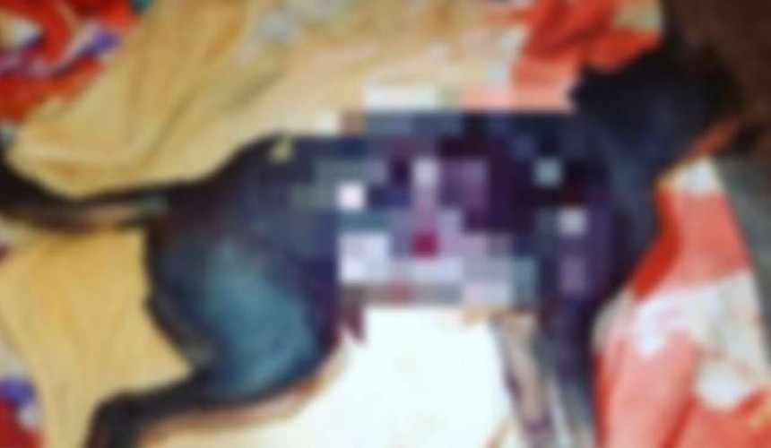 Após briga entre homens, cão morde um dos envolvidos e é morto a facadas