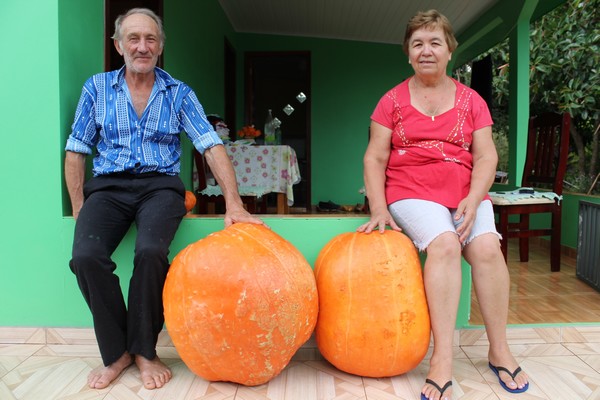 Família de Capitão colhe duas morangas gigantes