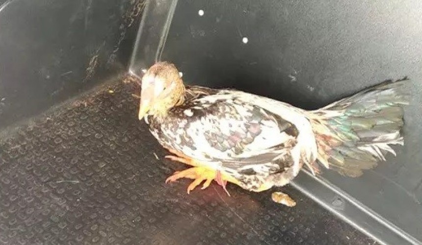 Galo é ‘preso’ por cantar e provocar briga entre vizinhos no Paraná