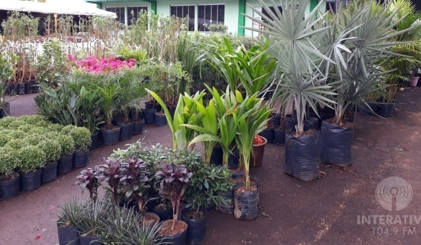 Faltam 04 dias para começar a feira de mudas do STR de Capitão