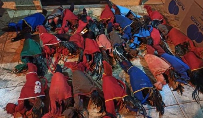 19 pessoas são detidas e 40 galos de rinha apreendidos em Lindoeste