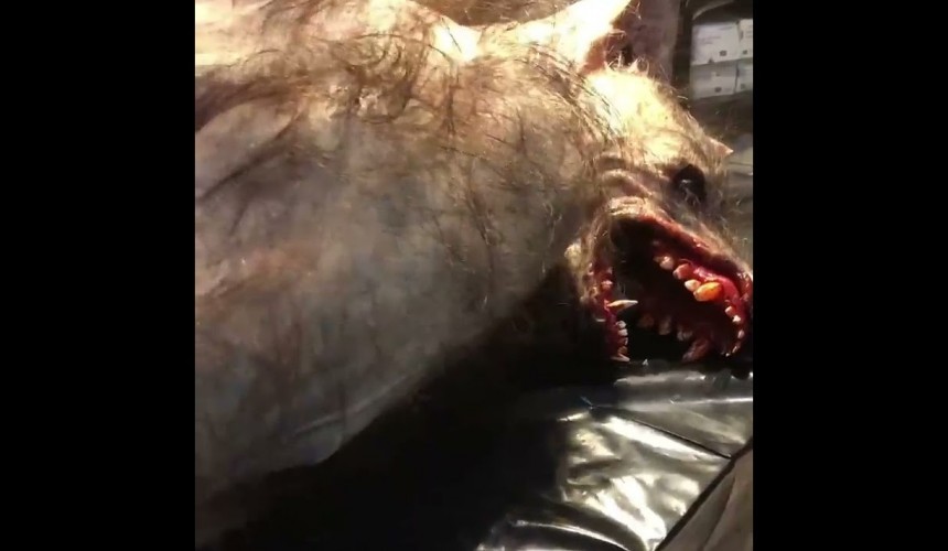 VÍDEO: Lobisomem foi atropelado na Ponte do Rio Capanema em Realeza?