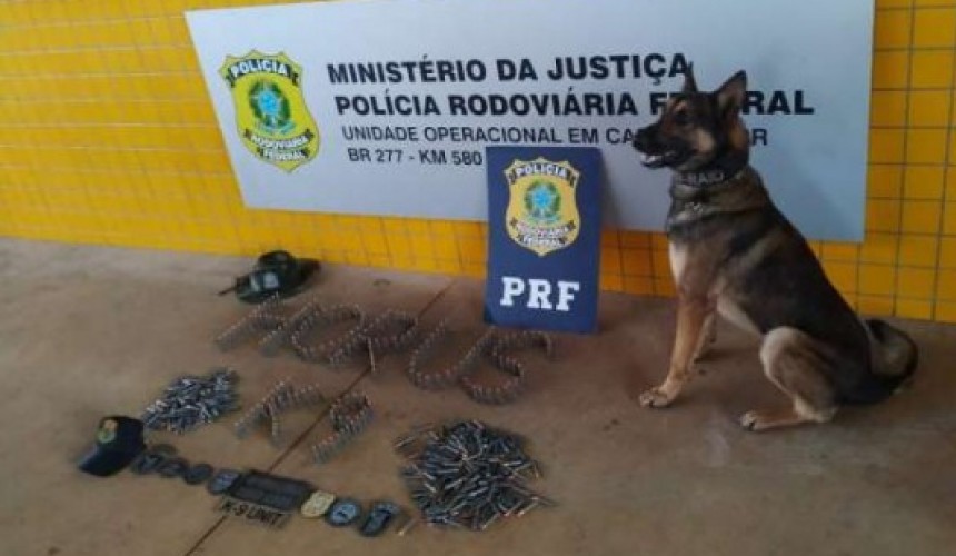 Operação Hórus apreende munições em Cascavel