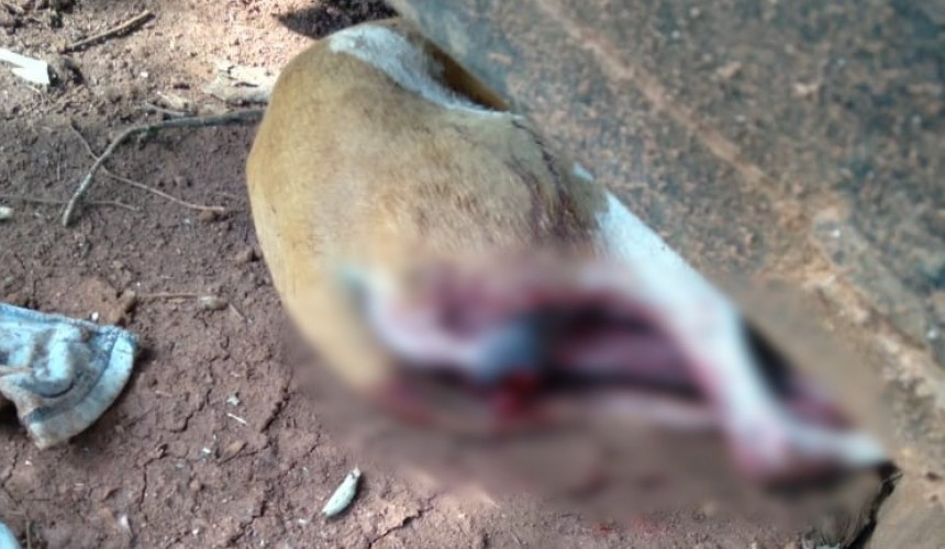 Homem ingere bebida alcoólica e castra cachorro de forma irregular em Lindoeste