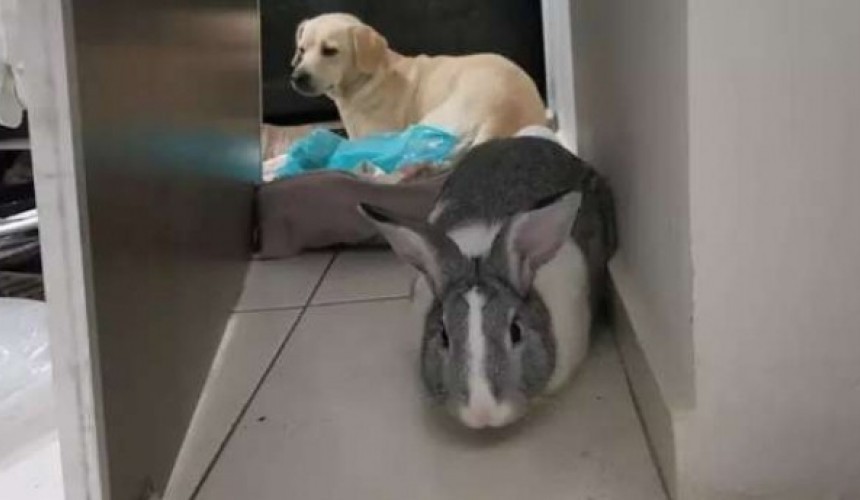 Jovem é preso em Maringá com carga de ecstasy e alimentando coelho com maconha