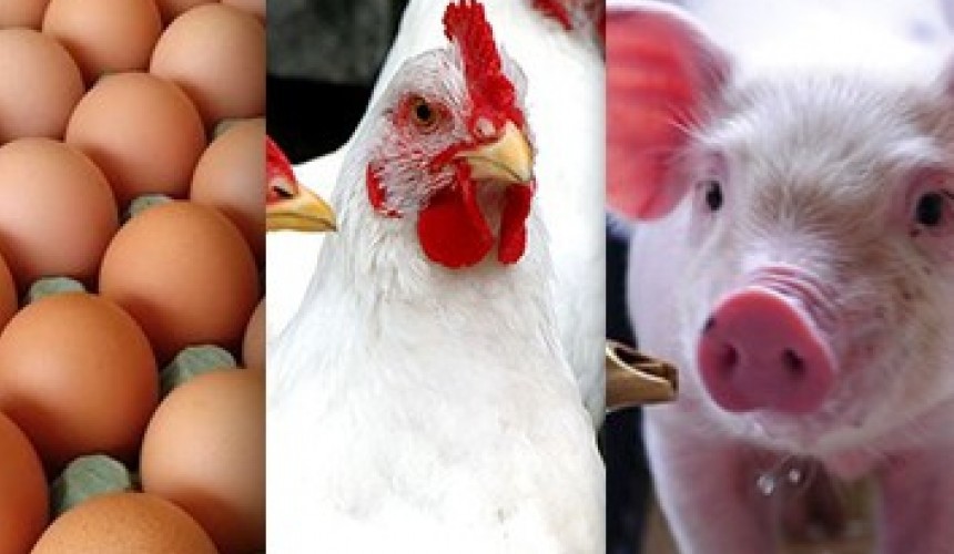 Ovo, frango e porco devem ficar 50% mais caros
