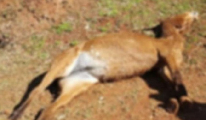 Égua morre por maus tratos em Marmeleiro