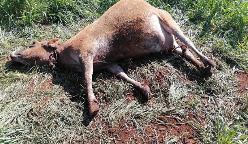 Meliantes abatem animal no interior de Santa Izabel do Oeste