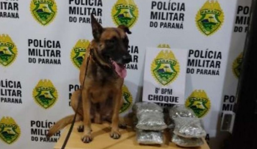 Mulher é presa por tráfico de drogas em ônibus na Rodoviária de Cascavel