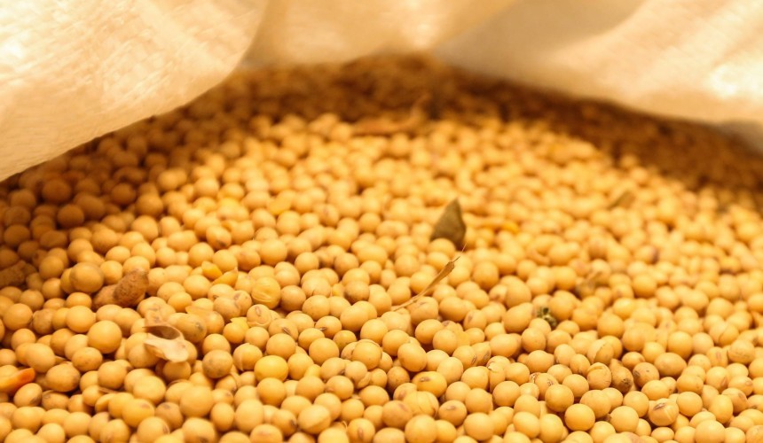 Preços da soja para o produtor continuam em alta; em cinco anos aumento foi de 155%