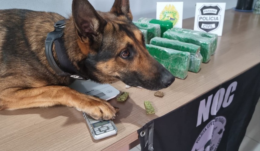 Durante operação integrada, polícia cumpre mandados e apreende drogas em Capanema