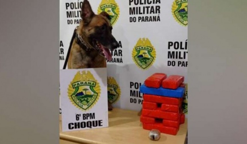 Cão 'Hawk' encontra 10 quilos de maconha em ônibus de Cascavel