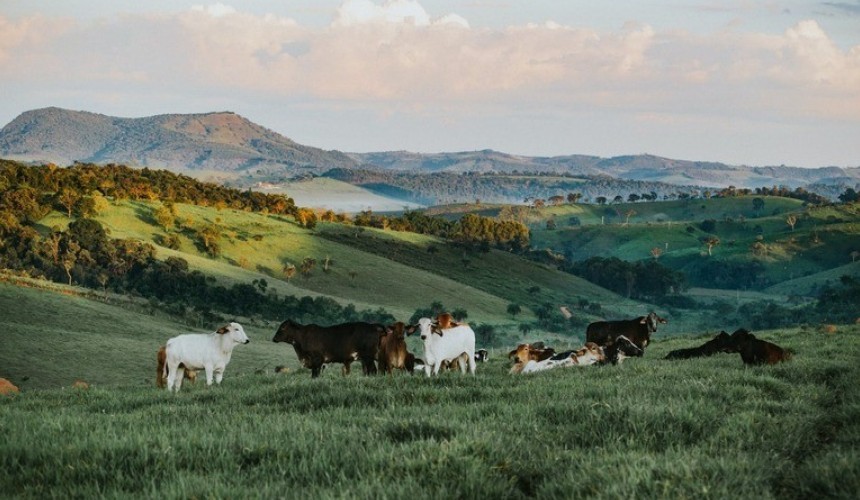 Polícia Civil investiga grupo criminoso suspeito de furtar 100 cabeças de gado no interior do Sudoeste