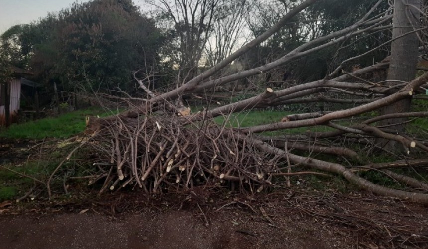 Homem de 56 anos é preso pela PM de Capanema cortando árvores em um terreno público