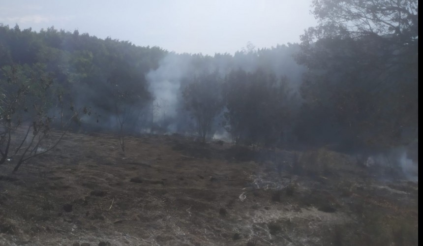 Bombeiros resgatam animal e combatem incêndio em Capitão