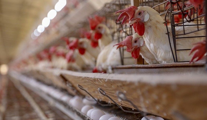 Paraná registra crescimento na produção de frangos, porcos e leite no 2º trimestre