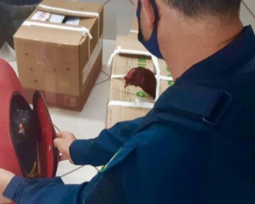 Prefeito de Boa Vista da Aparecida é detido novamente transportando galos de rinha na BR-386