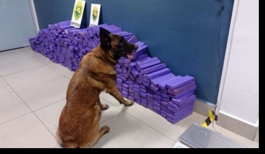 Mais de 300kg de maconha são apreendidos em Toledo