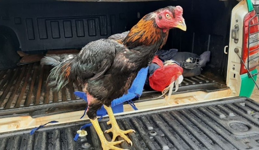 Capanema: Realizadores de rinha de galo são autuados em mais de R$ 28 mil em multa