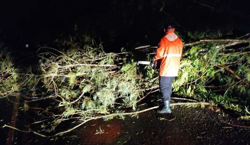 CHUVA: Bombeiros de Capitão atendem duas ocorrências de queda de árvores