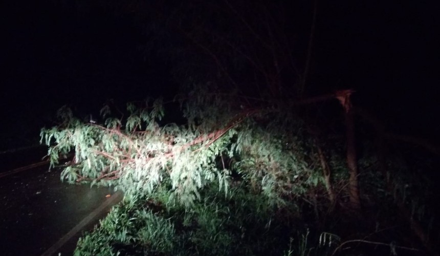 Árvore cai sobre pista na PR 484 e bombeiros de Capitão realizam a retirada