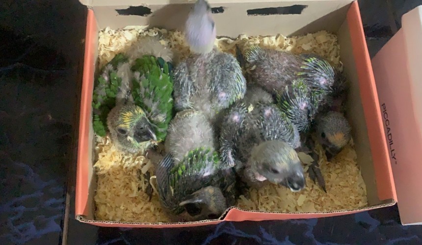 Filhotes de papagaio são resgatados em Capitão Leônidas Marques