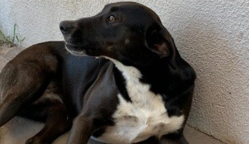 Cão é resgatado após homem pendurar o animal pelo pescoço em árvore em Pato Branco