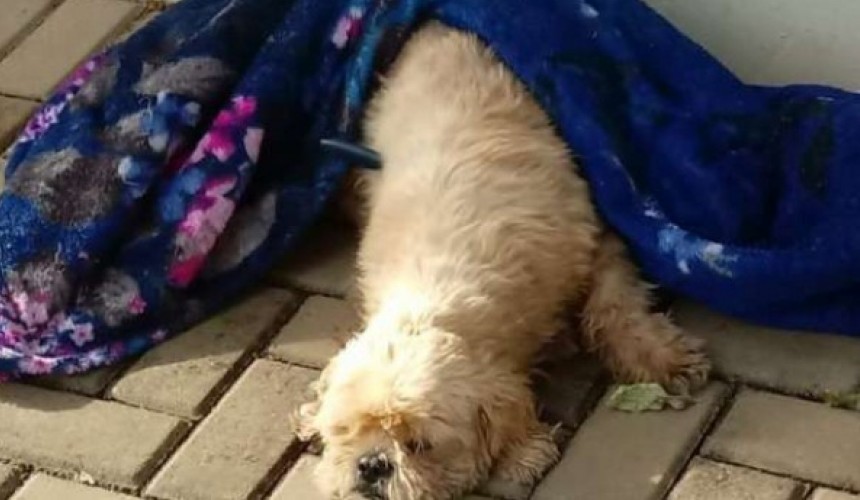 Cachorro é encontrado com faca cravada no corpo em Marechal Rondon