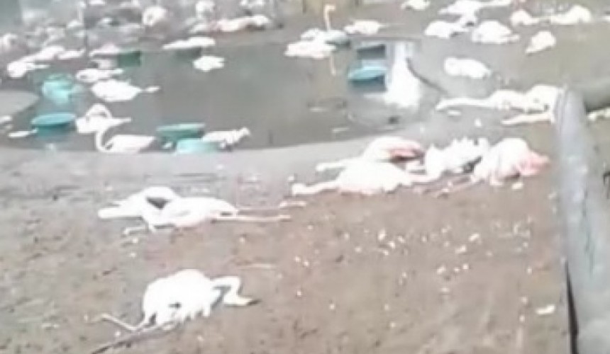 Foz do Iguaçu: Onças invadem o Parque das Aves e matam 172 flamingos durante a madrugada